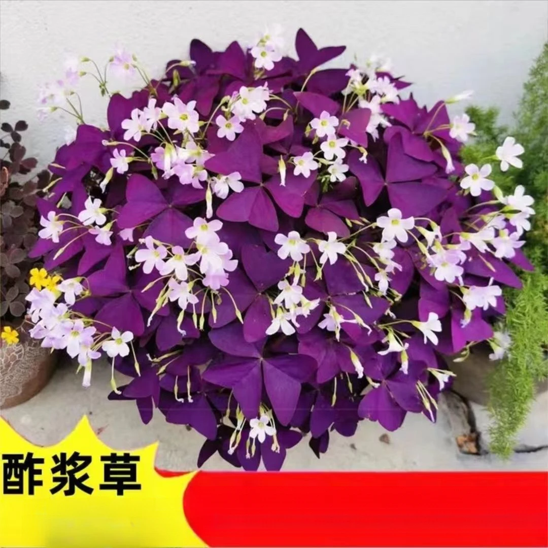 紫叶酢浆草种子紫色炸浆草种子庭院花卉耐寒好养易活盆栽