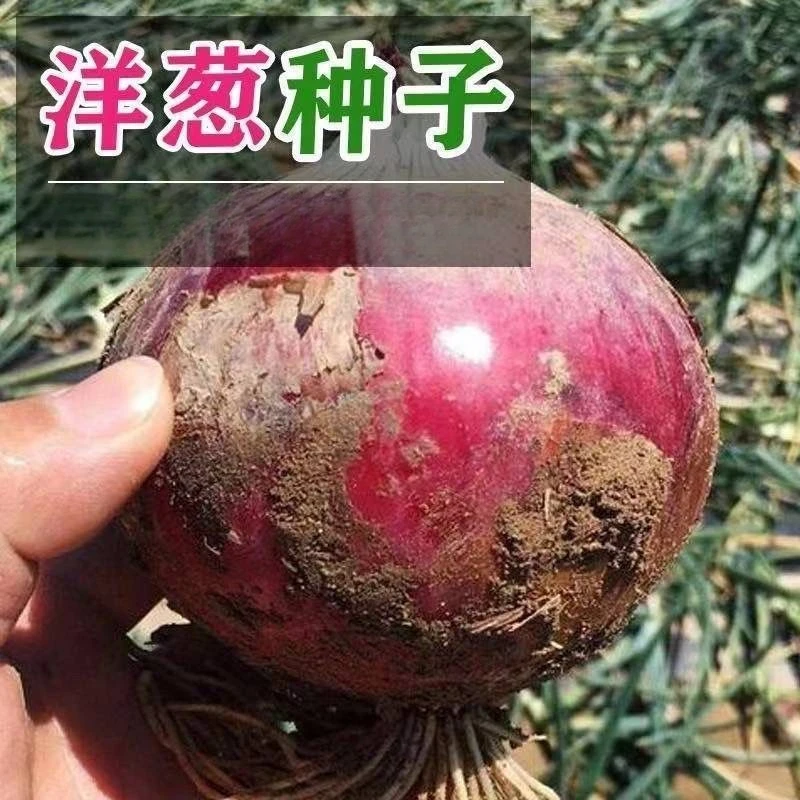 红皮洋葱种子紫色洋葱种籽四季耐寒紫皮球形葱头种孑农家庭院蔬菜