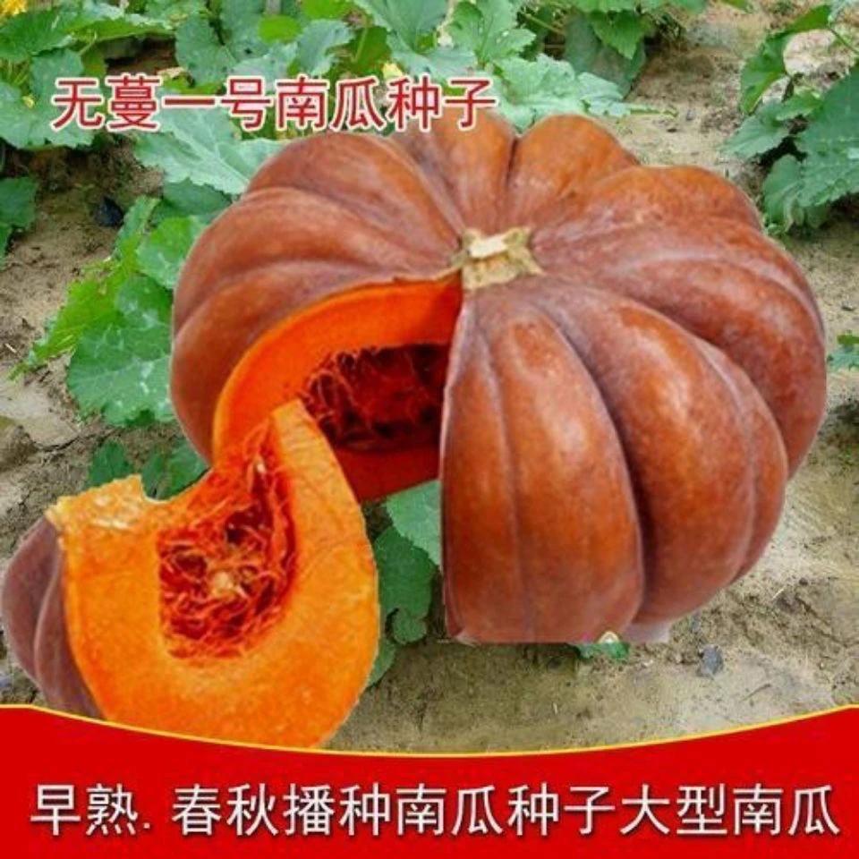 无蔓南瓜种子甜面南瓜板栗味粉糯香甜栗南瓜种籽窝瓜种籽抗病