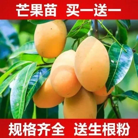 【买一颗送一颗】芒果树苗嫁接芒果苗南北方种植地栽四季大芒果苗