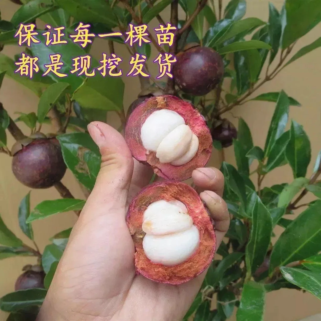 【买1送1】泰国无籽山竹果树苗山竹树苗南方北方种植四季盆栽地栽