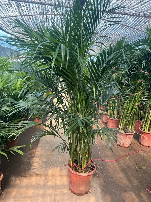 富贵竹叶.四季常青.室内养殖.吸烟吸甲醛净化空气