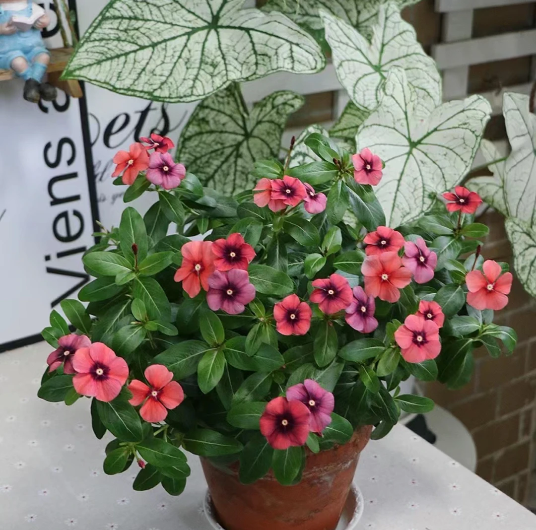 长春花刺青系列天天开耐热好养四季开花