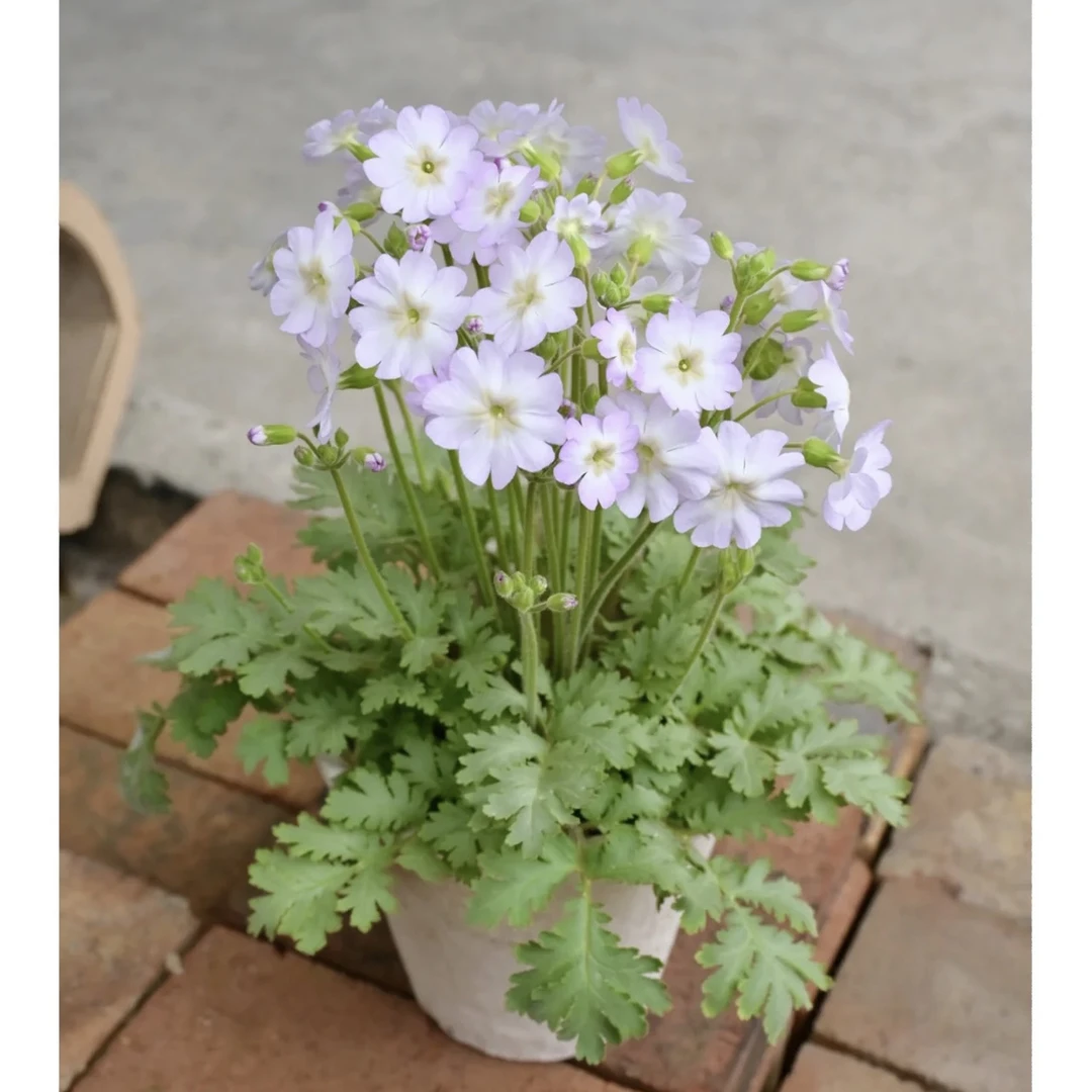 陕西羽叶报春盆栽花量大爆花神器