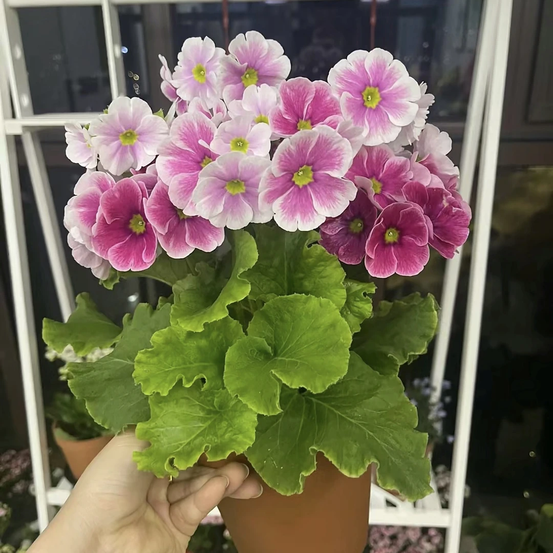 四季樱花盆栽耐寒花期长基地直发