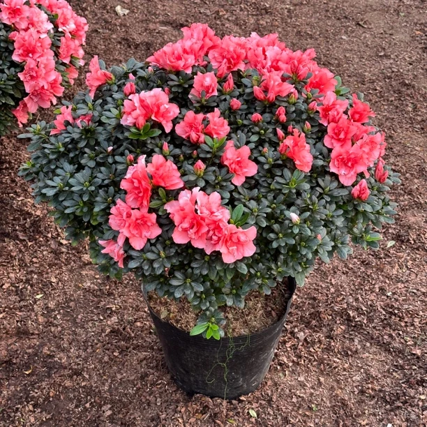 粉色杜鹃花樱桃红四季开花室内阳台绿植净化空气