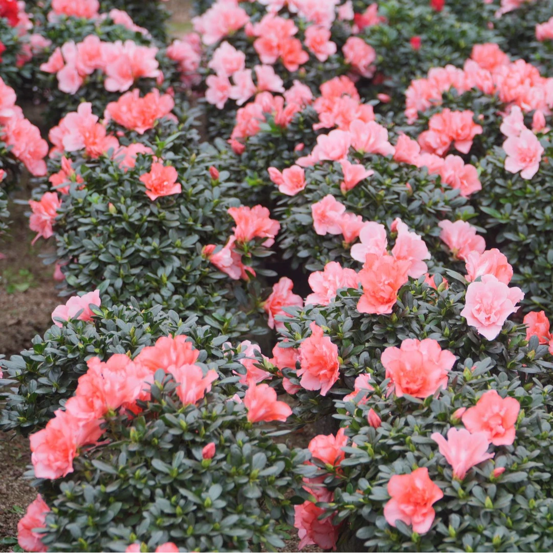 樱桃红杜鹃花盆栽地栽带花苞庭院植物室内花卉
