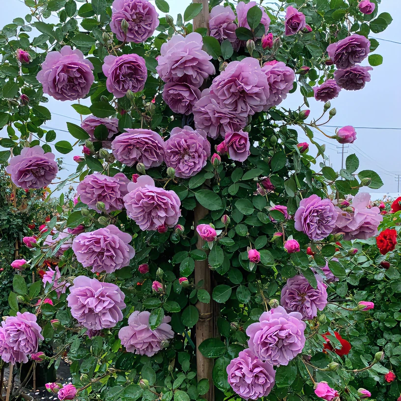 【蓝色阴雨】爬墙月季花苗四季开花阳台庭院种植盆栽地栽爬墙紫色花