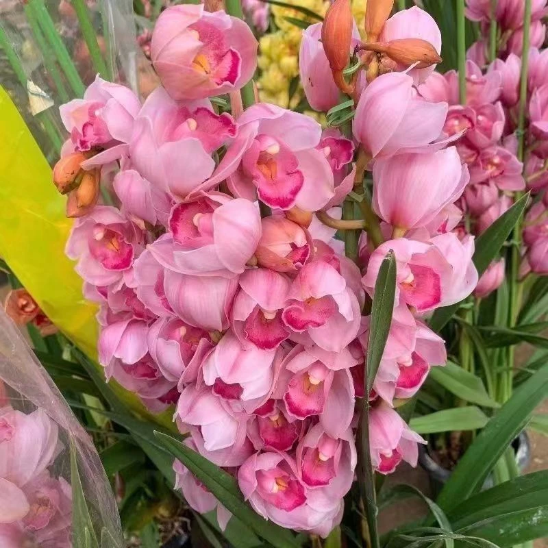 ［粉色直兰］春倚浓年宵花（断枝掉苞裂盆不包赔）七天以后不包售后