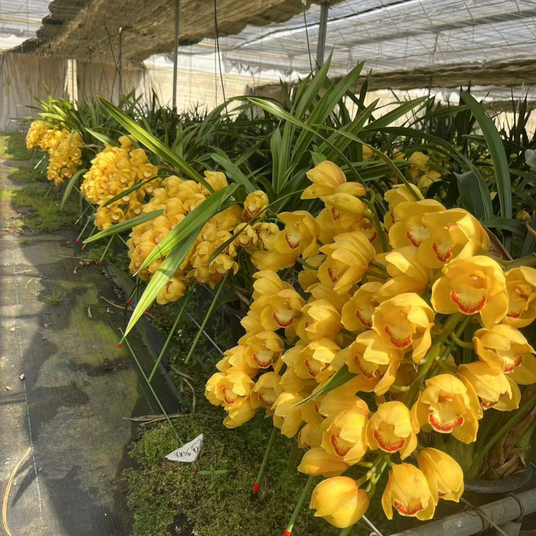 【黄色拱兰】春倚浓年宵花 一物一拍所见即所得