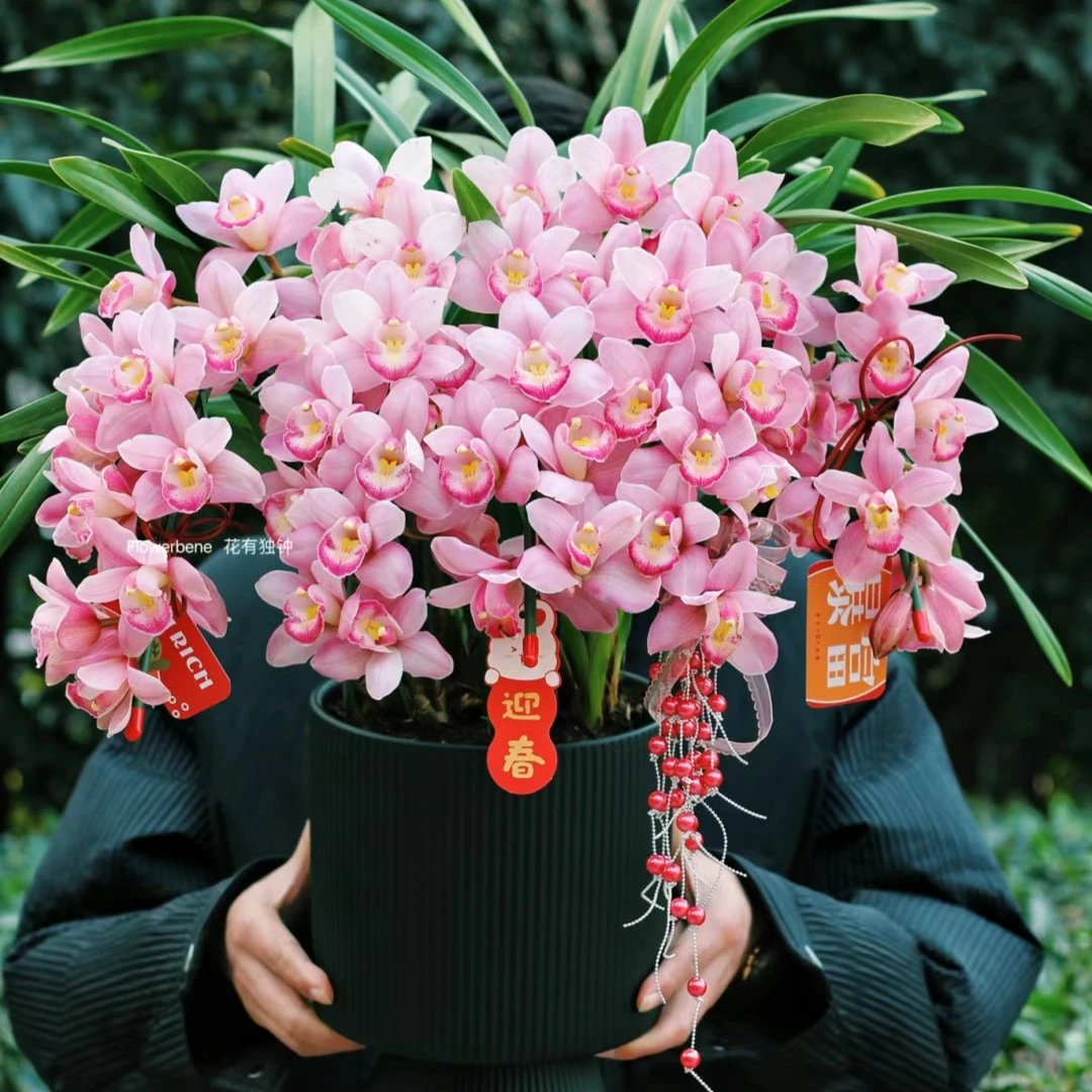 【精品拱兰】春倚浓年宵花 一物一拍所见即所得