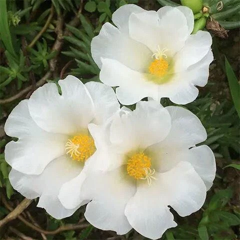 单瓣太阳花苗大花枝条带花苞发货四季开花进口七彩宿根花卉盆栽苗