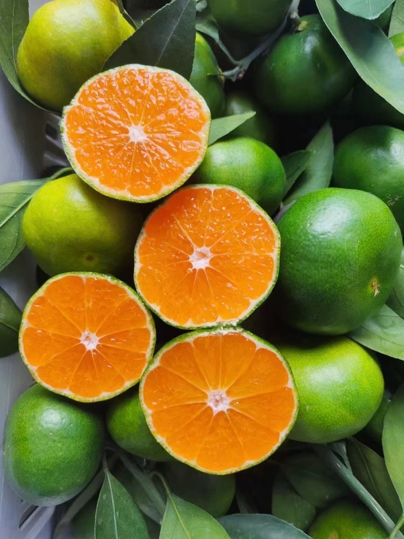 江西赣南寻乌蜜桔特早品种 果园现摘现发桔子新鲜水果 5/10斤装