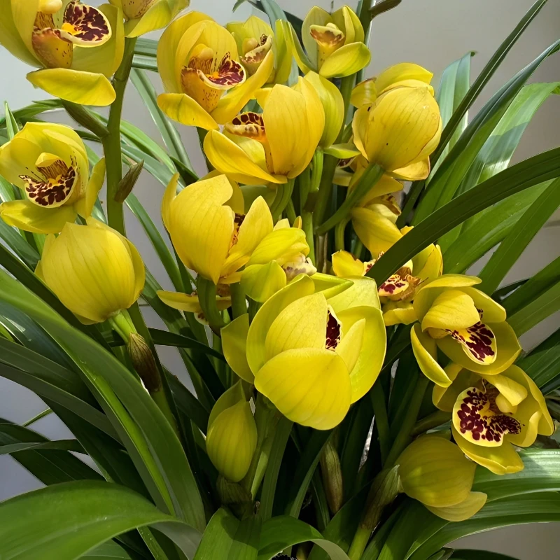 精品高端蕙兰浓香型兰花【黄金美人】新手好养基地直发