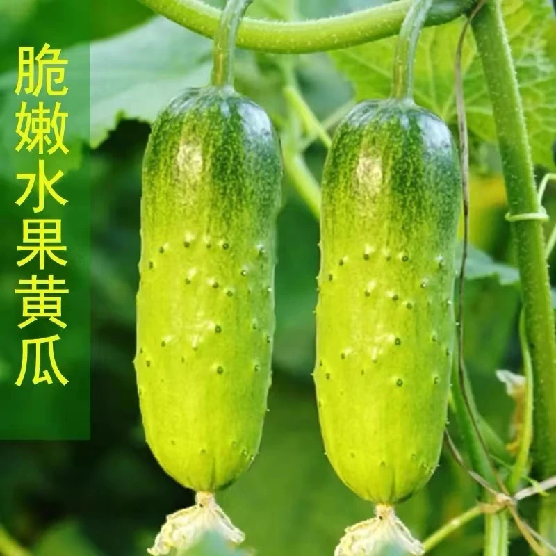 籽种拍三送一春夏秋种植黄瓜种子易播种好发芽生长快春秋夏高产