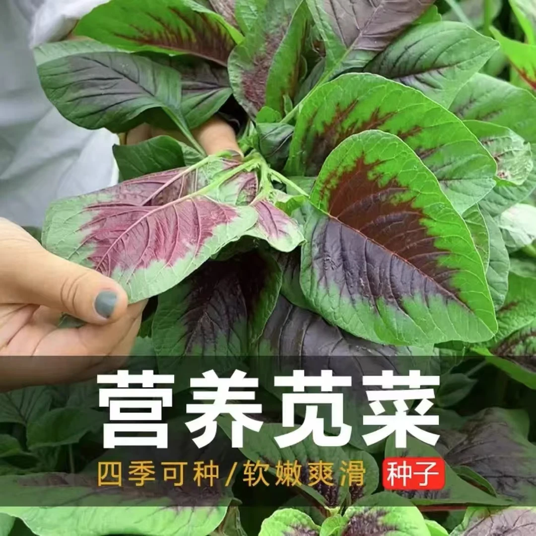 【一点红苋菜】红叶苋菜种子一点红苋菜种子家庭简单高产种植