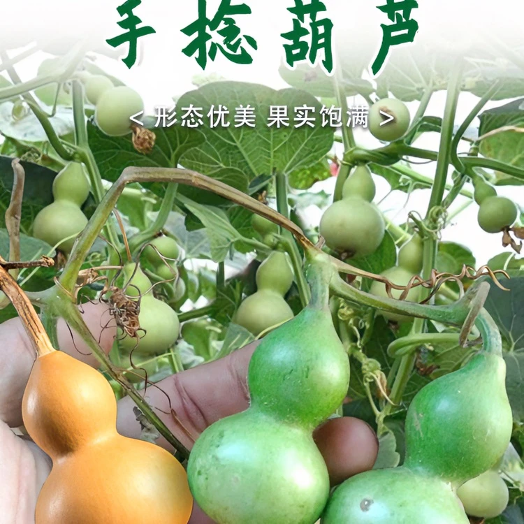 手捻葫芦种子盆栽墨绿小葫芦种籽四季种葫芦种孑观赏阳台庭院爬藤