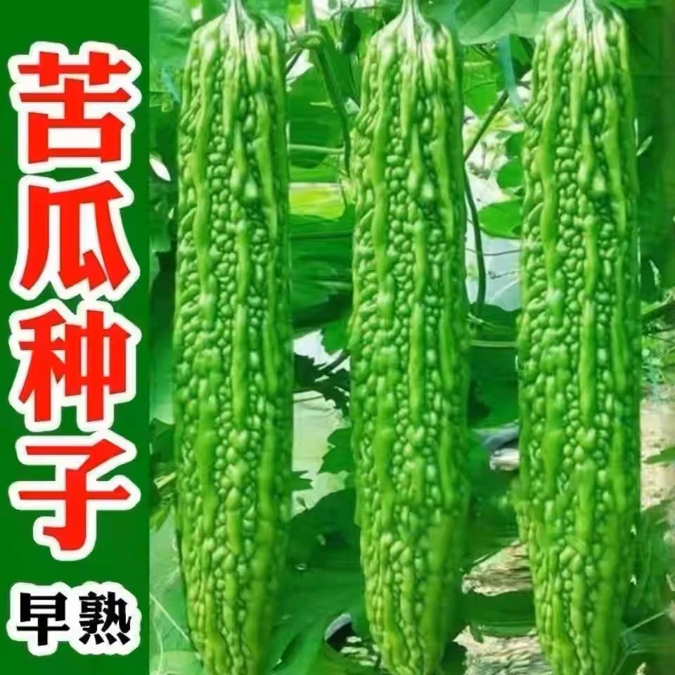 【长绿苦瓜】种子春天季节自然种植发芽生长橱窗种子