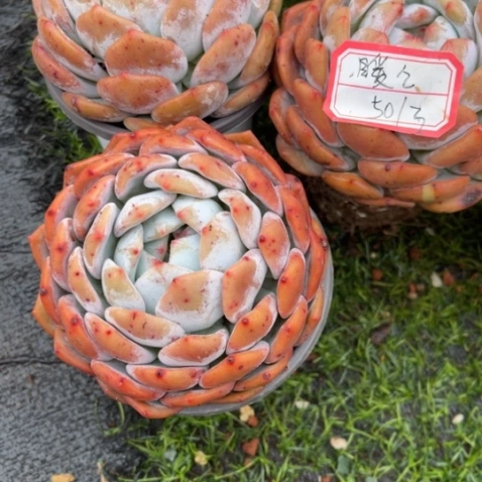 【闪购商品】?****?666