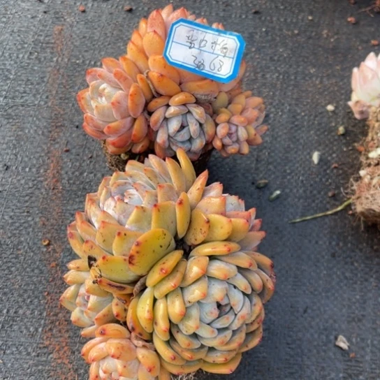 【闪购商品】雪*梅1111