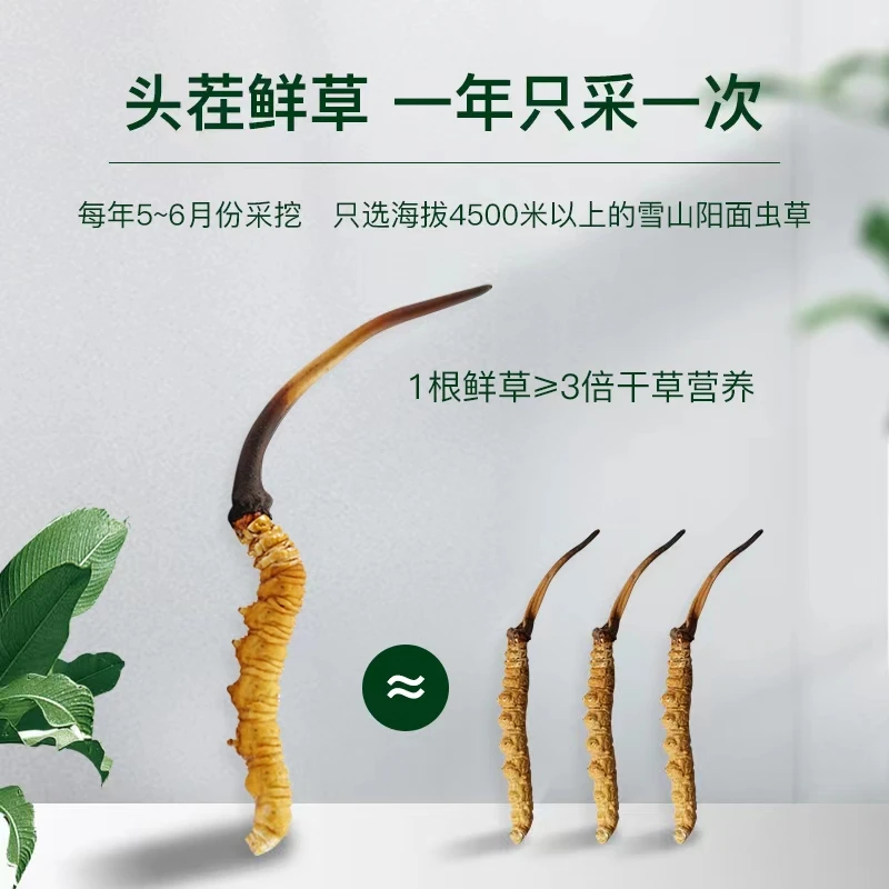 【精品大断草】新鲜虫草2025高海拔雪山冬虫夏草