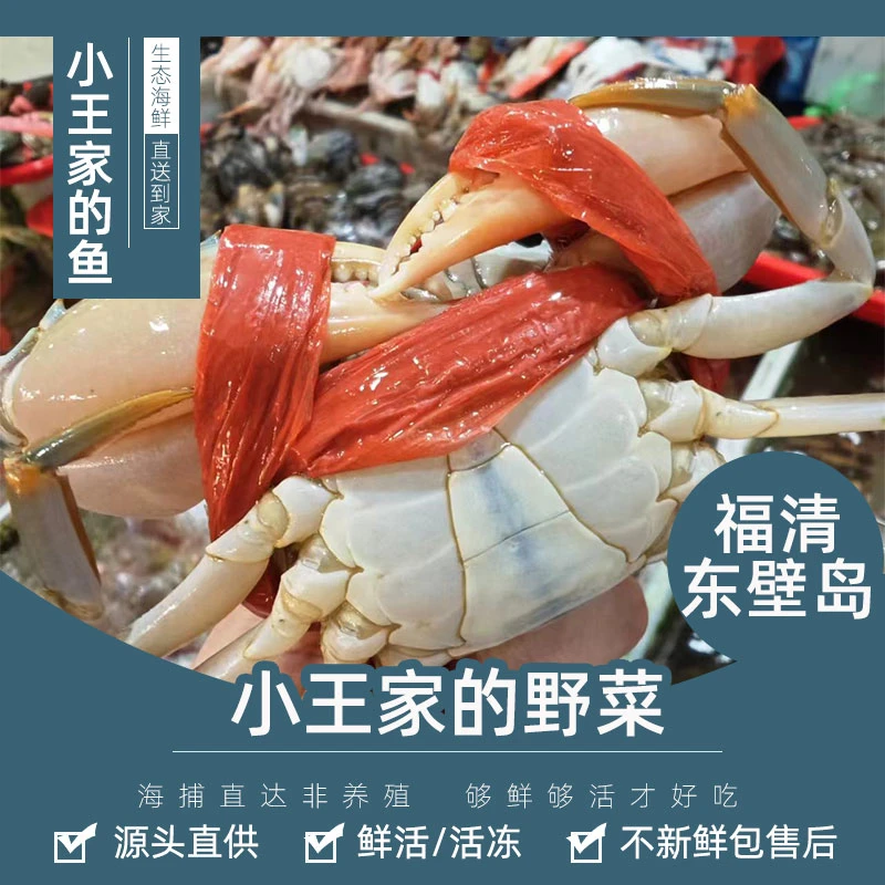 【鲜活】 小王家的小野鲟 东壁岛小菜鲟 青蟹