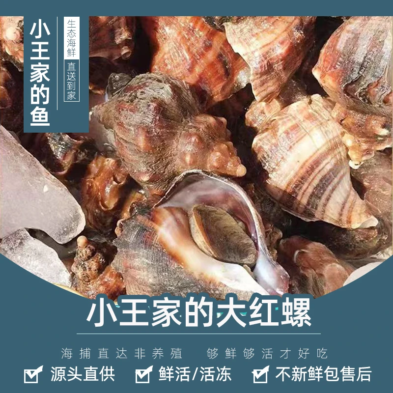 【鲜活】红螺 1斤   口感脆爽 肉质鲜美
