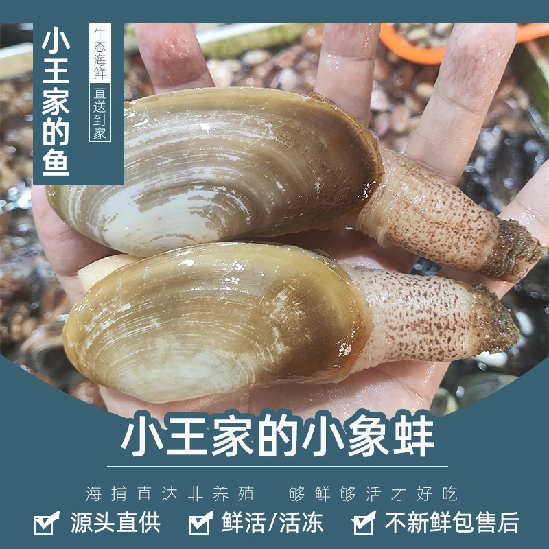 【鲜活】 小王家的小象蚌