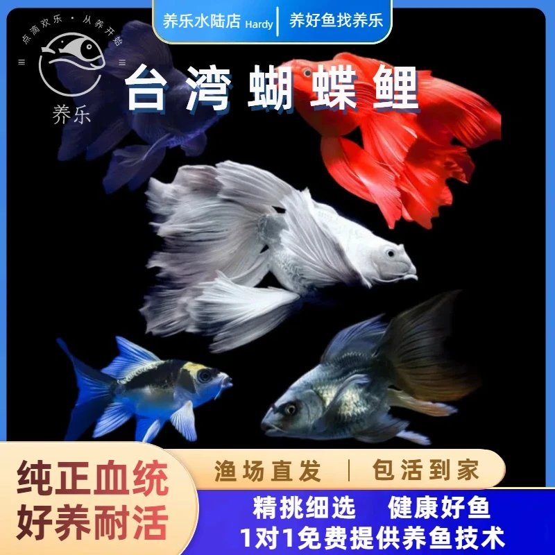 精品蝴蝶鲤鱼苗球体活体观赏鱼养鱼蝴蝶鲤苗水族