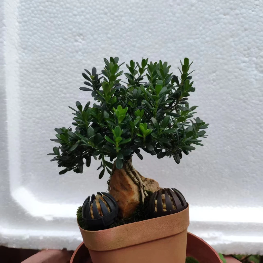 黑骨茶，黄杨，龙桔，山格木