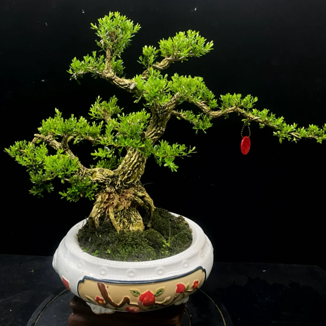 广东皱皮雀舌黄杨室内外茶桌办公室客厅盆景花卉绿植以直播间拍