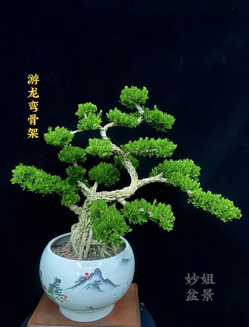 黄杨老桩【盘龙弯】造型盆景雀舌小叶黄杨室内茶桌客厅阳台庭院别墅