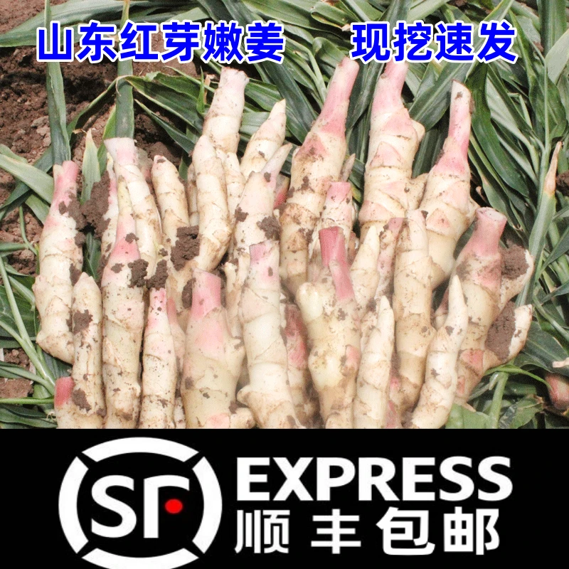 【顺丰】嫩姜红芽新鲜嫩生姜鲜姜食用泡菜仔姜醋泡姜现挖发货原产地