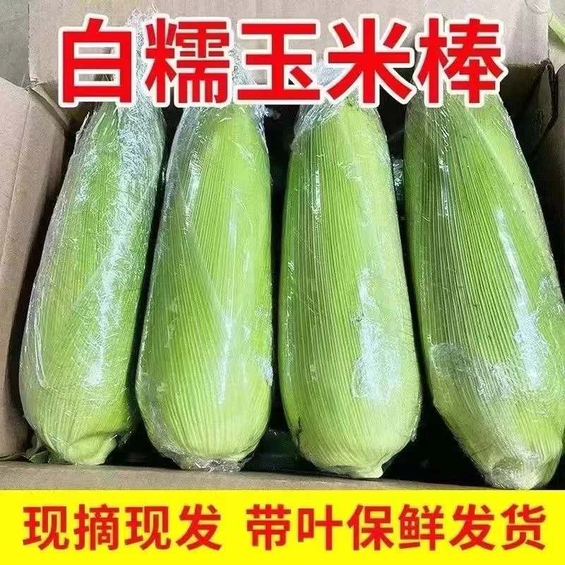 现摘现发【新鲜带皮】白糯玉米甜糯玉米产地直发采摘嫩玉米苞米-t