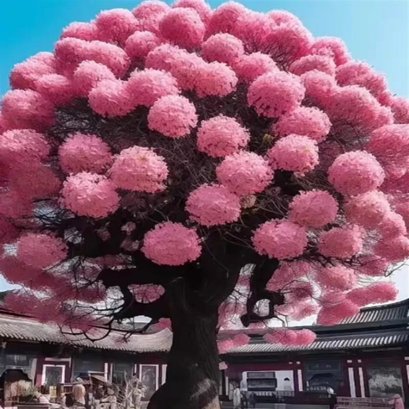 【浓香型8年老苗】流苏树适合室外庭院别墅花园花量大耐寒 新手种植