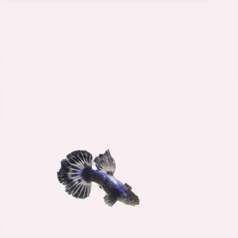 越南原线大背半月青花瓷孔雀鱼 大背半月青花瓷缎带孔雀鱼