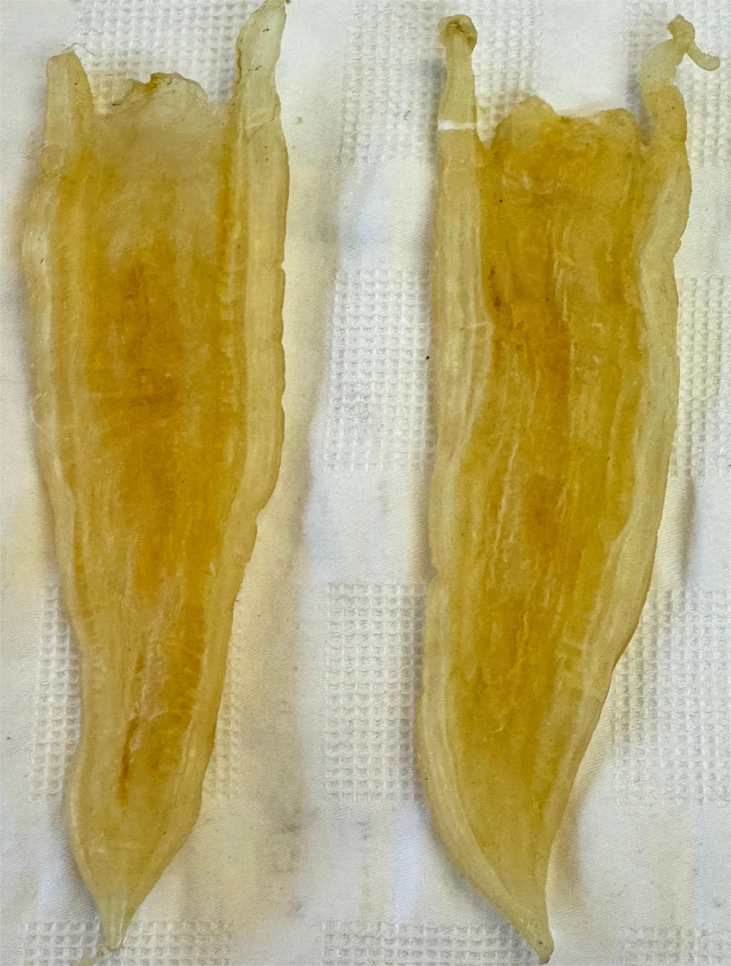 【裕琦鱼胶】双背胶是北海胶中的小款名胶，营养丰富。汕头干货1~500g