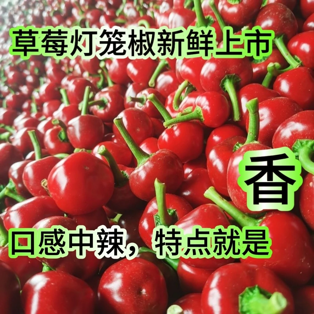 香辣可口新鲜现摘草莓椒灯笼椒珠子椒泡椒剁椒