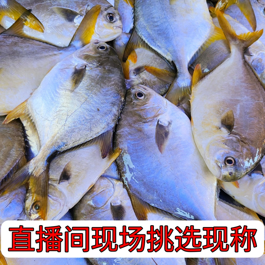 海陵岛渔民档代买现场称三斤起拍(现称改链接上架拍下勿退)新鲜