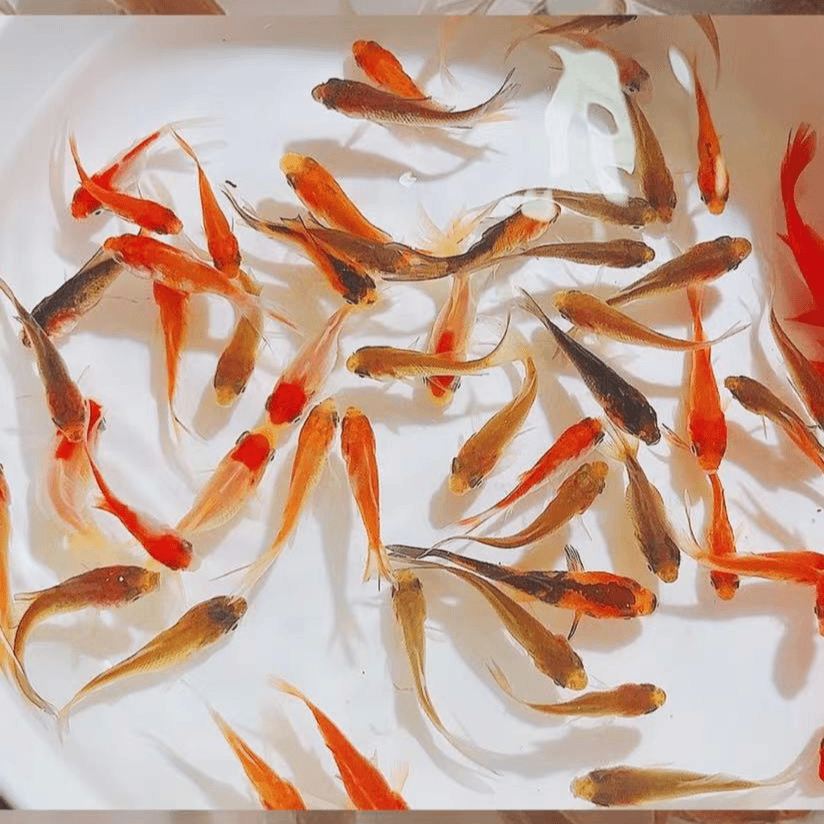 【75条2-4厘米会变色草金鱼】多彩火焰红金鱼渔场直发饲料鱼观赏鱼