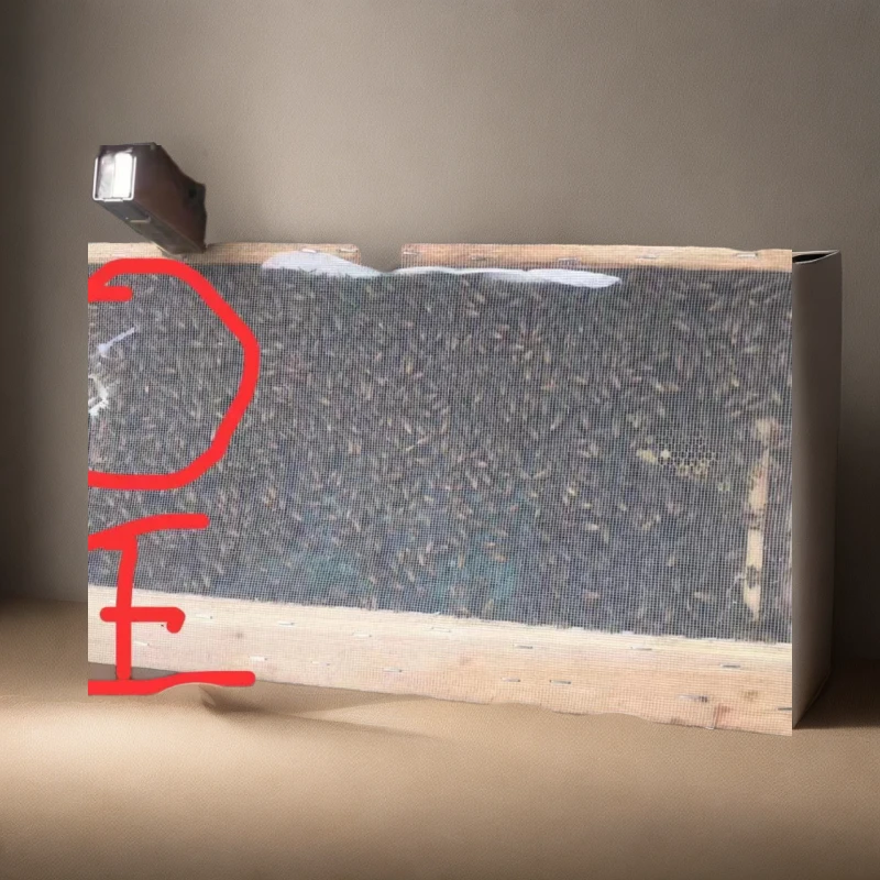 中蜂蜂群蜜蜂蜂群笼蜂土蜂群中华蜜蜂蜂王种王开产王蜜蜂种群产卵