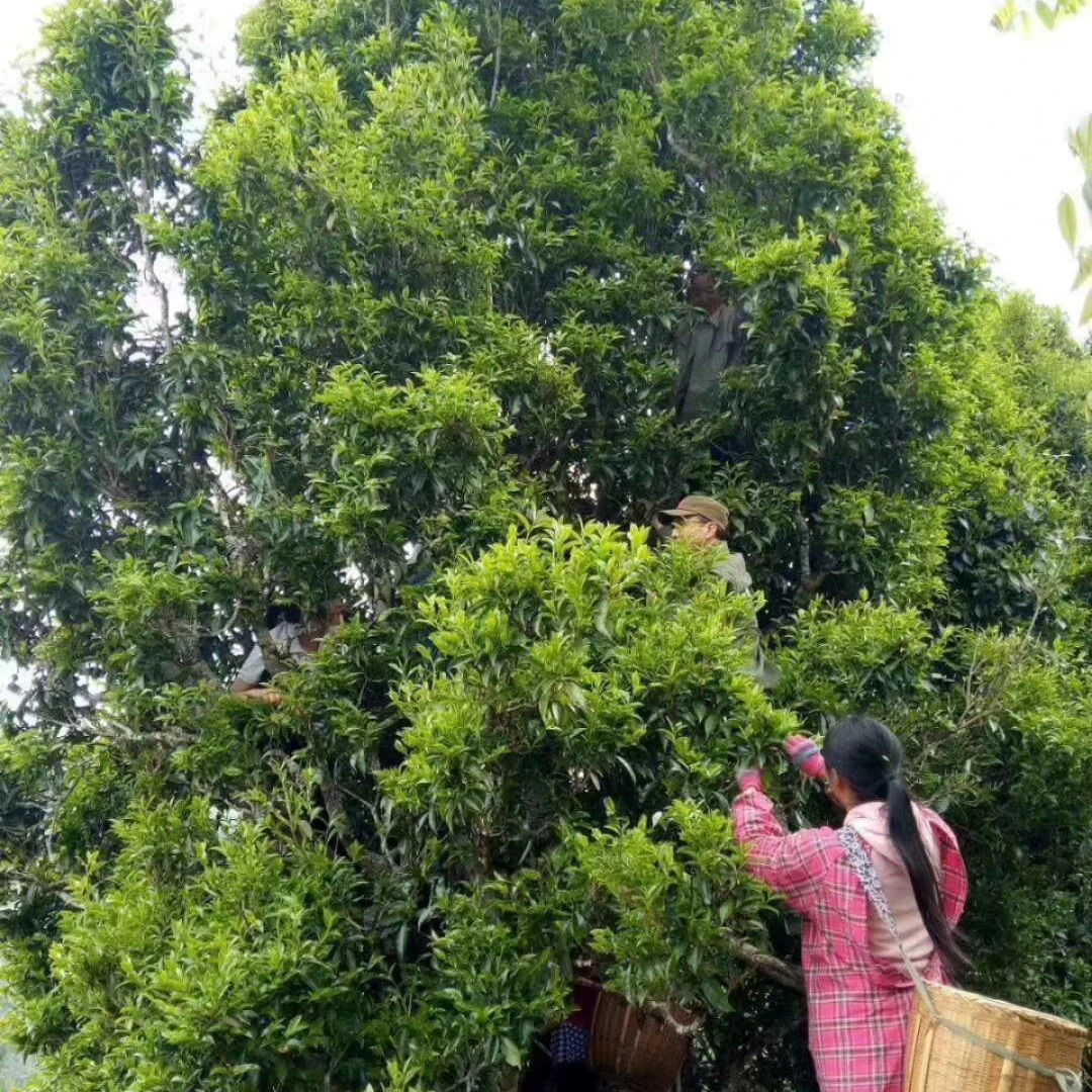 凤庆滇红古树老白茶