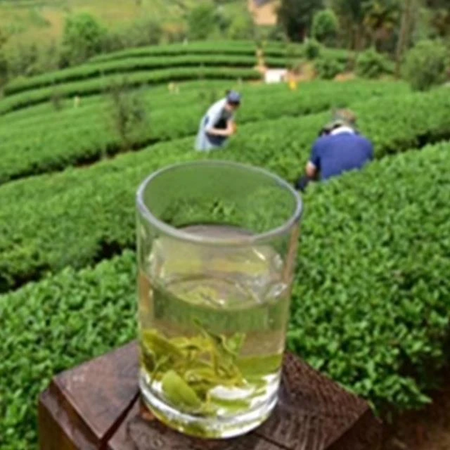 绿茶2023新茶上犹毛尖春茶炒青浓香江西赣南高山云雾上犹绿茶赣州
