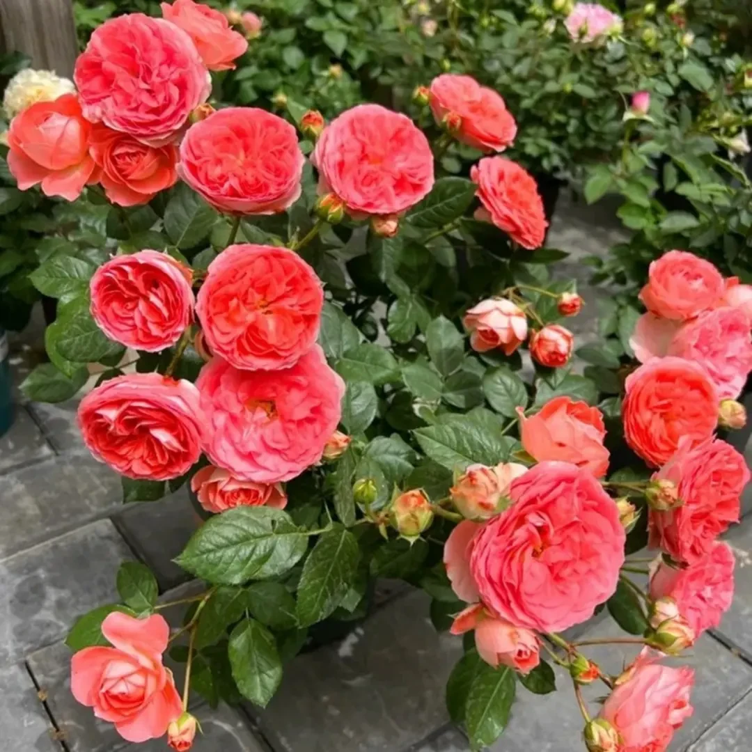 诺娃 棒棒糖月季花