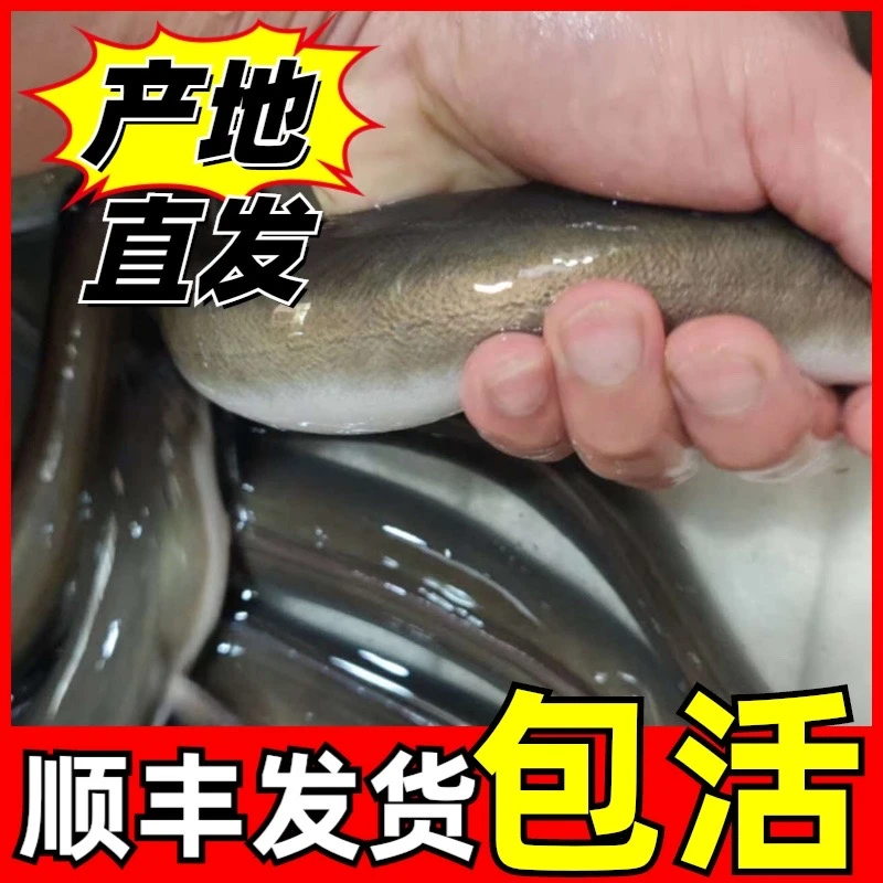 3条 0.9～1斤《拍下前请联系》脆口鳗鱼（含运费）