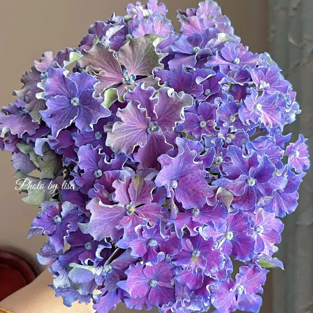 江悦花卉漫卷流光绣球花基地直发