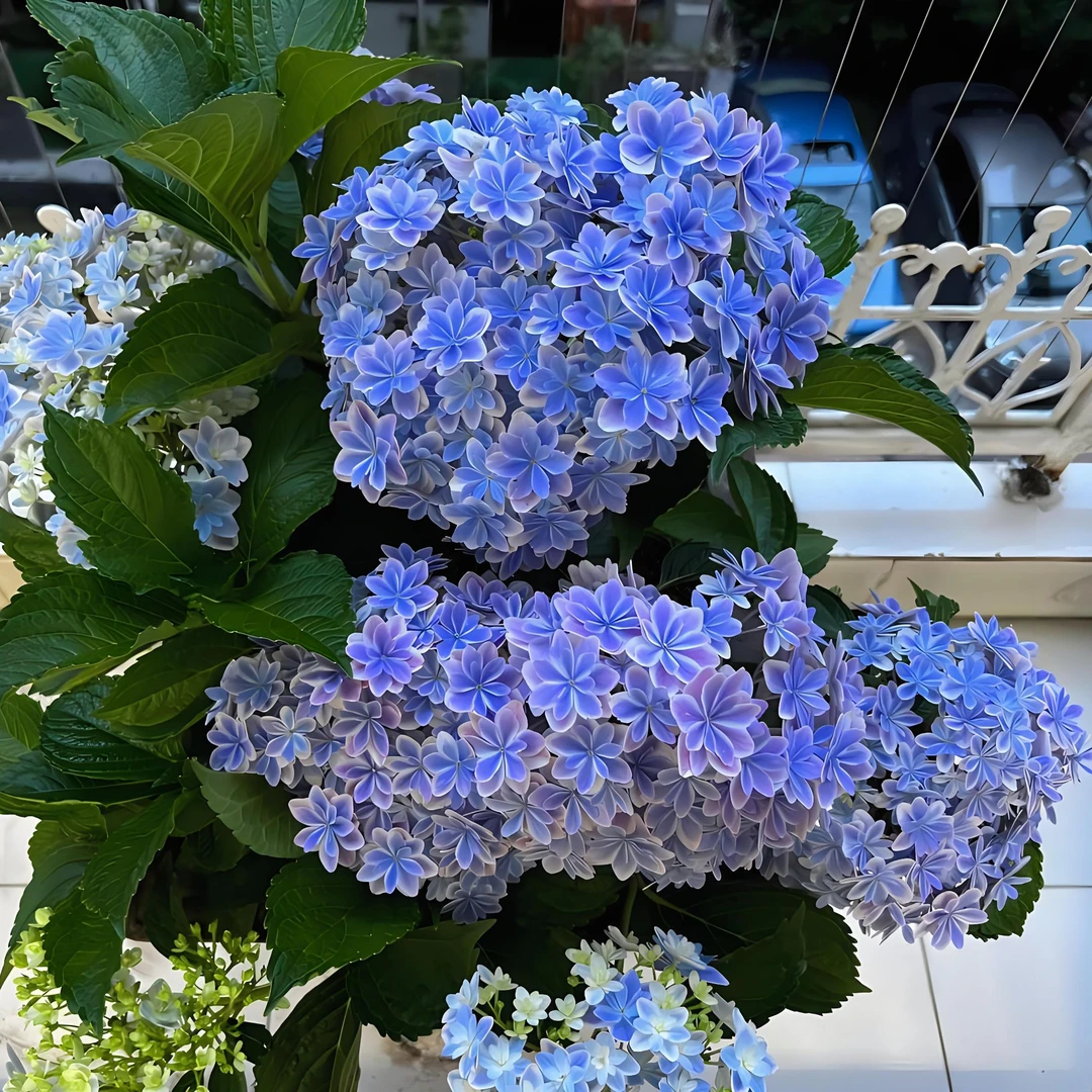 江悦花卉万华镜绣球花基地直发