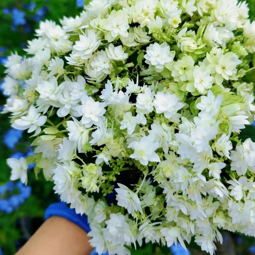 江悦花卉海耶斯之星绣球花基地直发