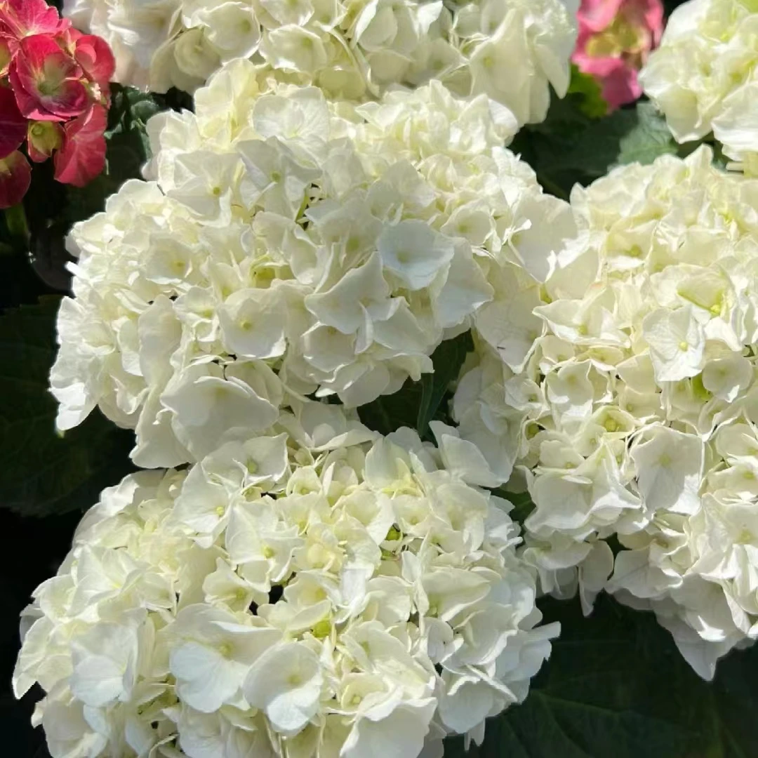 江悦花卉魔幻新娘绣球花基地直发