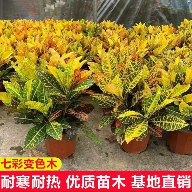 观叶植物大盆栽庭院绿植变叶木星点木七彩变色木树苗室外庭院阳台